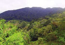 Image result for Cyperus pseudoleptocladus