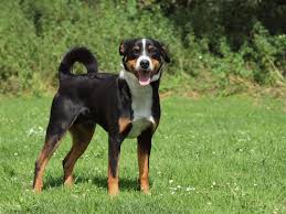 Sein selbstsicheres, freundliches und gutmütiges wesen und der besonders. Appenzeller Sennenhund Charakter Haltung Pflege Zooplus