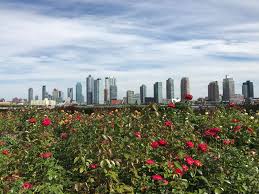The rose garden began with about 190 varieties of roses; Rose Garden Ø§ÙØ£ÙÙ Ø§ÙÙØªØ­Ø¯Ø©