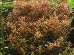 Image result for Rotala filiformis