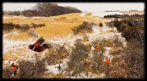 pheasant hunting clark south dakota