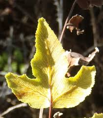 Image result for Cheilanthes viridis