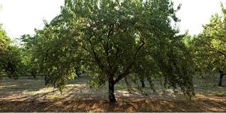 It is also important to have a long growing season free of frosts, since the almond nut takes 7 to 8 months to mature. How Do Almonds Grow Learn To Plant And Harvest An Almond Tree Public Goods Blog