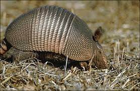 Armadillo Picture Animals A Armadillo Armadillo Picture Png Html Animal Totems Armadillo Animals Wild