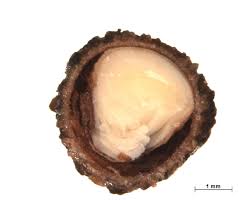 Image result for Maerua triphylla