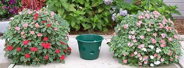 Hanging Baskets Planting Info Plants Garden Containers Lawn And Garden