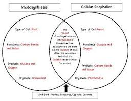 photosynthesis and cellular respiration venn diagram