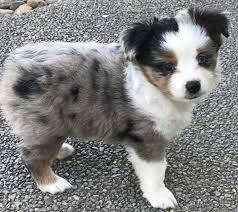 Mini Australian Shepherds Puppies Breeder Sales Elk Grove Mini Aussies Australian Shepherd Puppies Aussie Puppies Mini Australian Shepherds