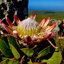 Image result for Protea rupestris
