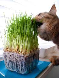 A Set Of Wheatgrass Seeds Your Cat Will Be In Love With Especially Since They Ll Have A Snack To Munch On In Between Meals Cat Grass Wheat Grass Seeds Wheat Grass