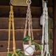 Macrame’ Plant Hanger Workshop with Tangled Macrame event image
