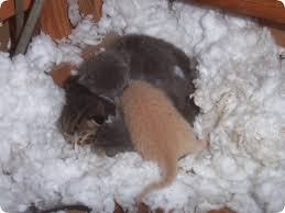 Kittens in the Attic - How To Get Them Out