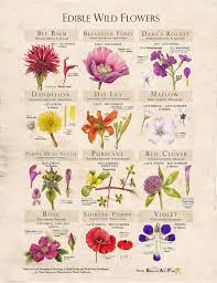 I know i am… you'll be unsurprised that i'm a lover of all things floral, and recently this obsession has. Edible Flowers Foraging Feasting S Essential Info Wondrous Recipes Improvised Life