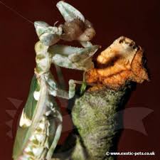 The male has a body length of 1.3 inches, while the female is slightly larger. Jeweled Flower Mantis Creobroter Gemmatus