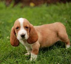 We did not find results for: Basset Hound Puppies For Sale In Southeast Texas