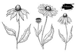 Il fiore di ibisco è un'immagine ben nota ed associabile al mondo del surf e delle paradisiache spiagge hawaiane. 1 049 978 Foto Fiori Disegno Immagini E Vettoriali