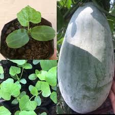 Jika rumah anda ada bunyi guli jatuh bunyi orang tarik kerusi atau ada nampak kelibat atau nasi cepat basi maka letakkanlah buah kundur. Winter Melon Buah Kundur In English Malaysmll
