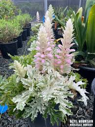 Image result for Acanthus polystachyus
