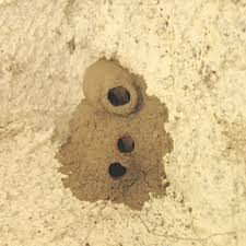 Birds That Make Mud Nests On Houses How To Get Rid Of Mud Daubers Essential Pest Management Wasp Nest Mud Wasp Removal