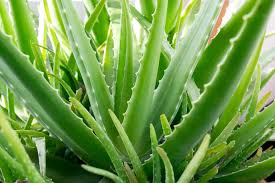 Image result for Aloe vera