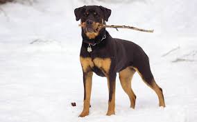Portrait of a rottweiler in front of white background. A Guide To Choosing Your Rottweiler Puppy Pethelpful