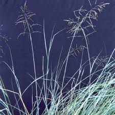 Image result for Eragrostis caespitosa