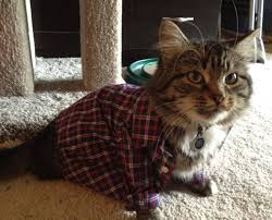 Today we answer viewer questions about where you can find shirts for your kitty, lol & just chat a bit. Most Cats Wear Baby Size 0 3 Month Clothes Life At The Hoffman Haus Juli Hoffman