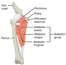 Groin muscles diagram anatomy of groin area photos muscles of the groin diagram human. Muscle Strains Part 2 The Adductors Groin And Hockey Dynamic Physio Therapy Naples Fl Physical Therapy