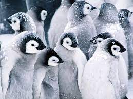 A collection of the top 51 penguin wallpapers and backgrounds available for download for free. Cute Baby Penguins Wallpaper 1600x1200 45966 Cute Baby Penguin Penguin Wallpaper Baby Penguins