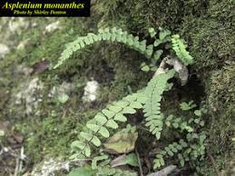 Image result for Stomatanthes sp.no.1