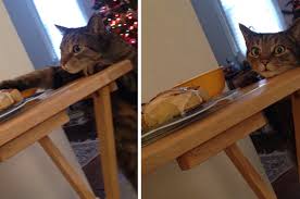 A quick lick from a spilled teaspoon is unlikely to cause any lasting harm. People Are Dying Over This Cat S Face After He Was Caught Stealing A Cinnamon Bun
