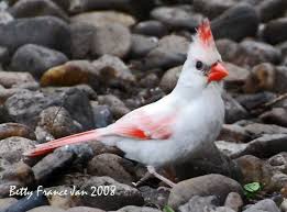 Bird With Red Mohawk And Orange Beak Albino Cardinal Birds Albino