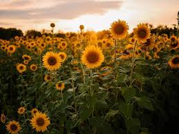 Filosofi & makna bunga matahari. 45 Kata Kata Mutiara Tentang Bunga Anugerah Bagi Bumi Ragam Bola Com