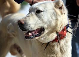 Akbas In Damizligina Yogun Talep Abd De En Iyi Suru Bekci Kopegi Secilen Ve Anadolu Ya Ozgu Bir Irk Olan Akbas A Sahip Olm Akbash Labrador Retriever Dogs