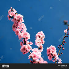 Of the weeping cherry trees, the japanese types are among the best. Pink Cherry Blossom Image Photo Free Trial Bigstock