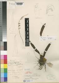 Image result for Bulbophyllum josephi