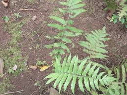 Image result for Pseudocyclosorus