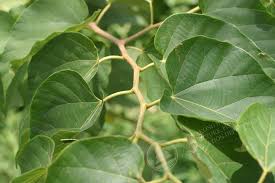 Image result for Alangium chinense