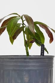 Was der aufsteller des automaten über die ware sagt und wozu sie verwendet wird. Mango Ziehen Aus Einem Kern So Wachst Ein Mangobaum Honey Loveandlike De Lifestyleblog