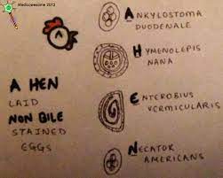 Medicowesome Bile Stained And Non Bile Stained Eggs Mnemonic