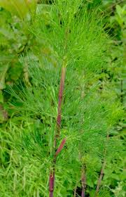 Image result for Diplolophium africanum