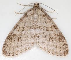 Image result for Trichopteryx