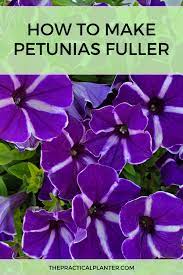 Pin On Garden Ideas