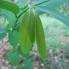 Image result for Bridelia duvigneaudii