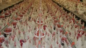 The nationalist movement party (alternatively translated as nationalist action party; Mhp Expands Ukraine Poultry Farm To Fuel Export Program