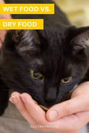 Wet Food Vs Dry Food What Does Your Cat Need And When Oliveknows Sick Cat Cats Cat Behavior
