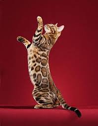 Bengals tend to be large cats, though there are smaller exceptions. Bengal Cat Wikipedia