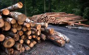 La pérdida de bosques sigue siendo uno de los mayores problemas ambientales en américa del sur. Las Principales Causas De La Deforestacion En El Mundo Argentina Ambiental