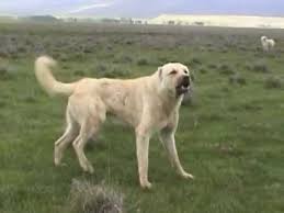 Kangal Saldirisi Real Dog Attack Kangal Kopegi Kopek Hayvan