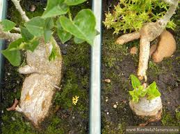 Image result for Erythrina humeana